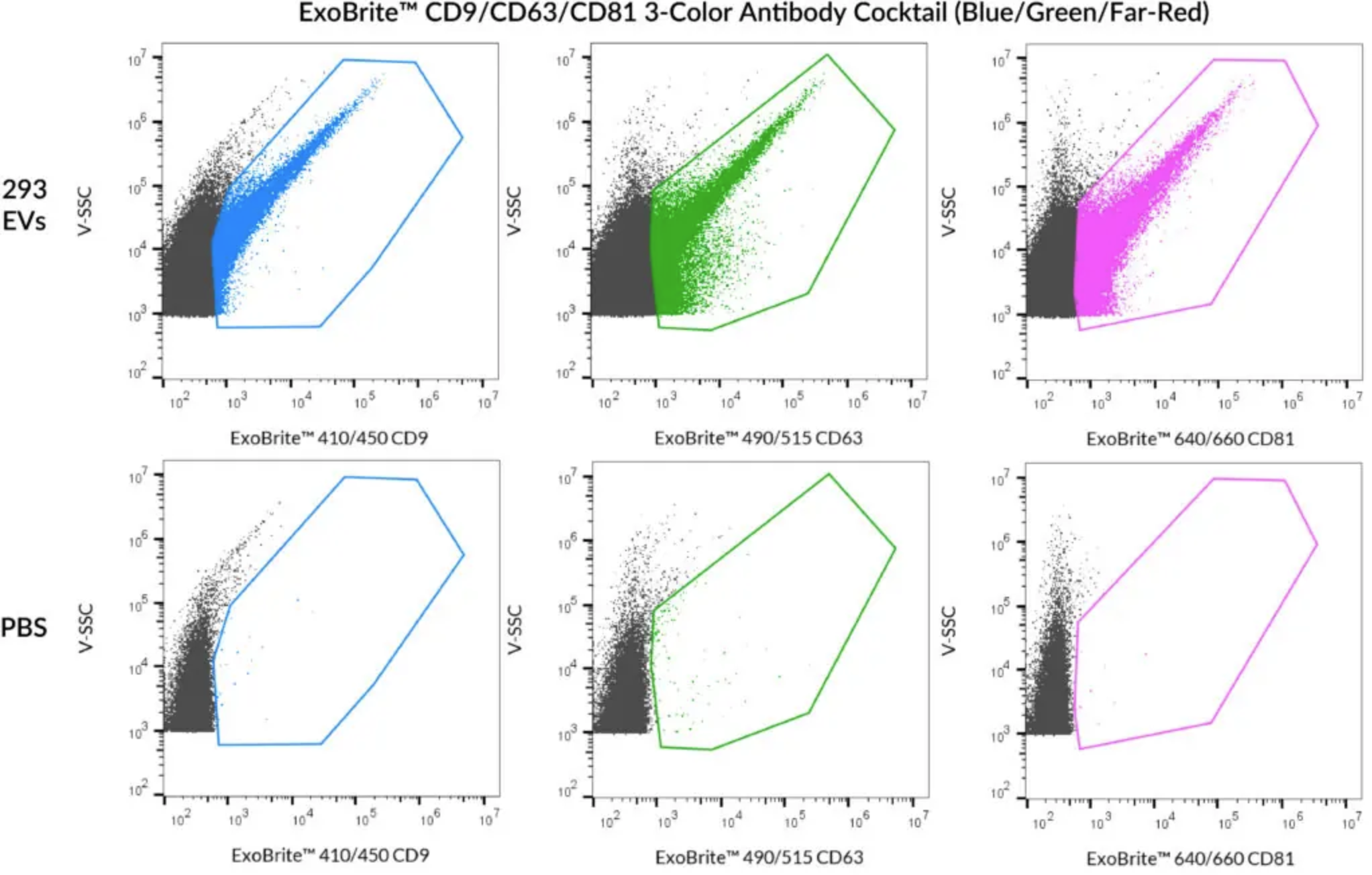 Biotium Launches New Antibody Cocktails for Streamlined EV Phenotyping or High-Coverage EV Staining