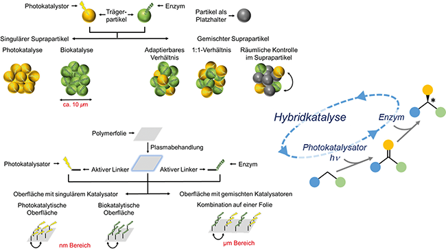 Kaskadenreaktionen f&uuml;r die Photobiokatalyse | Beitrag aus Tech4Pharma 15 | Nr. 4 | Seite 228-233 (2025)