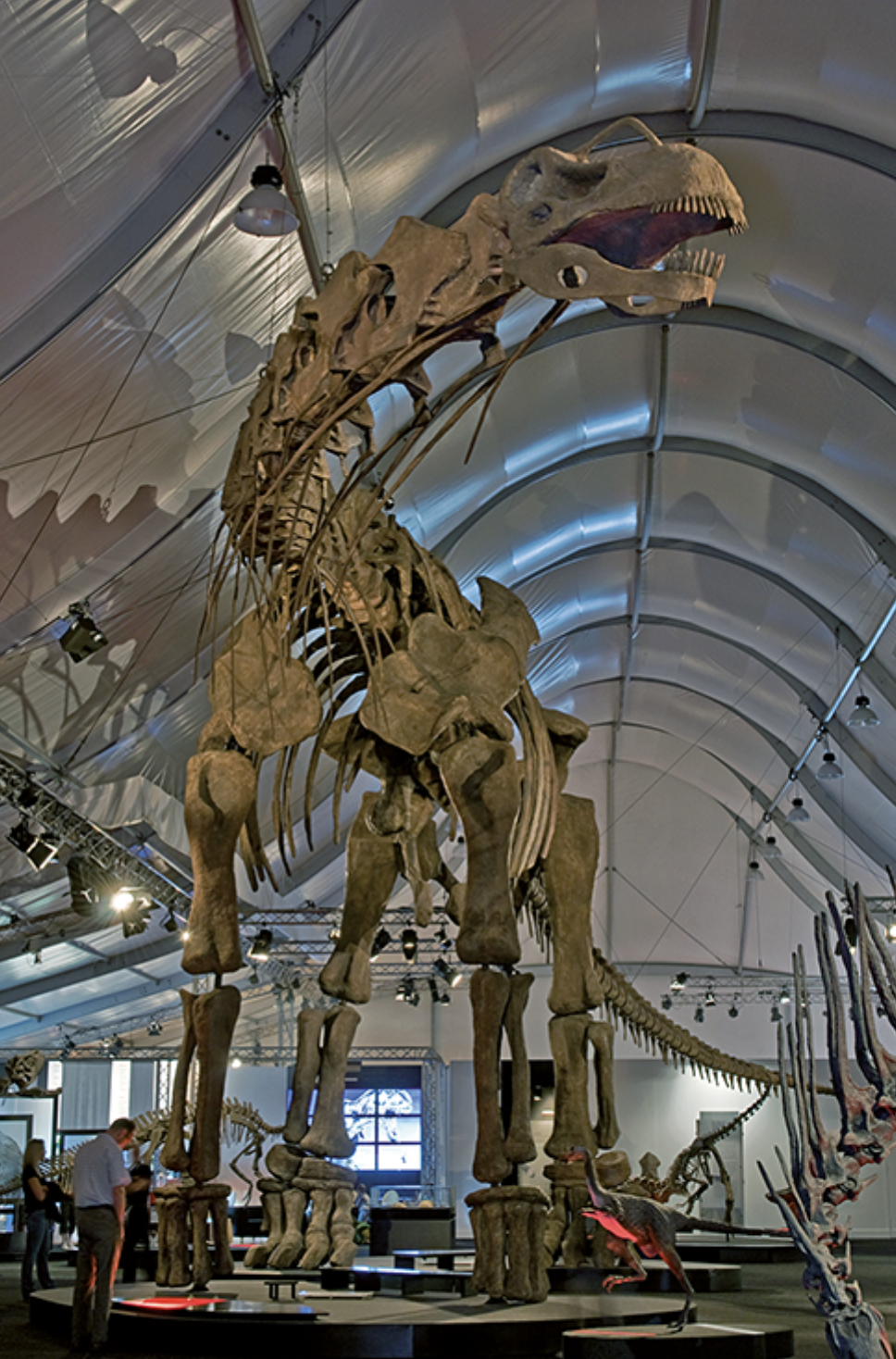 Dinosaurier – die Größe macht's! | Beitrag aus pharmind 87 | Nr. 9 | Seite 772-774 (2025)