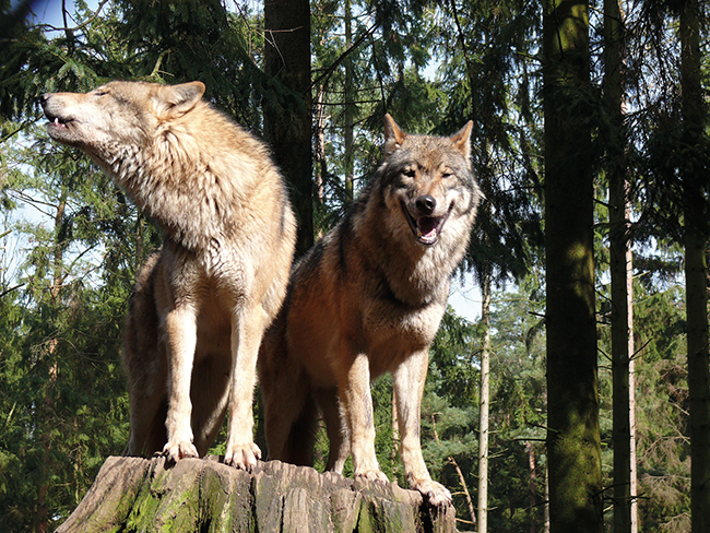 Das Wolfsproblem | Beitrag aus pharmind 88 | Nr. 7 | Seite 499-501 (2026)