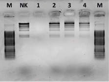Praxisnahe Implementierung eines schnellen Sterilitätstests mittels Real-Time PCR